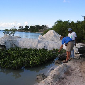 2nddaymangroves_028