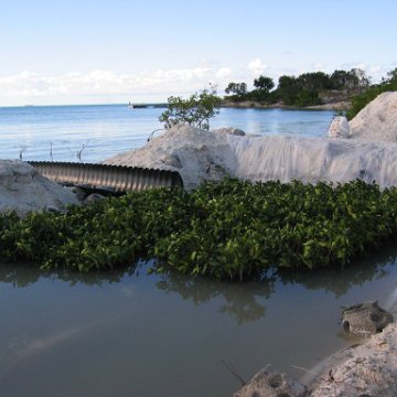 2nddaymangroves_029