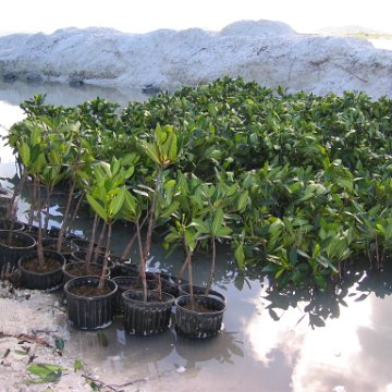 2nddaymangroves_030