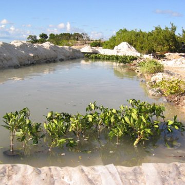 2nddaymangroves_032