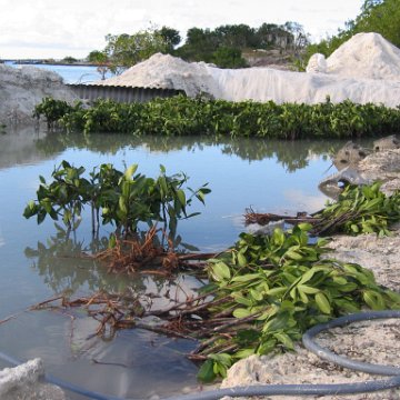 2nddaymangroves_038