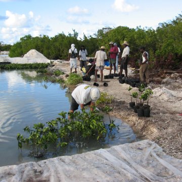 2nddaymangroves_046