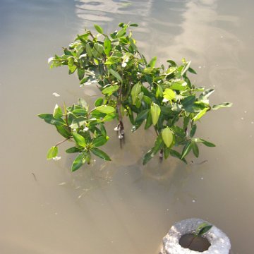 2nddaymangroves_061