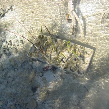 2nddaymangroves_066