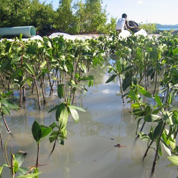 2nddaymangroves_069