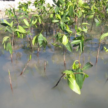 2nddaymangroves_071