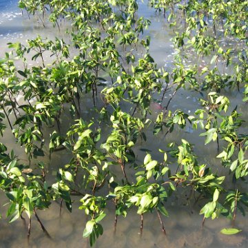 2nddaymangroves_072