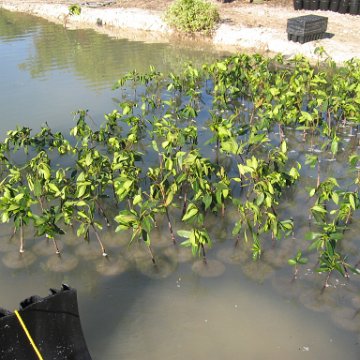 2nddaymangroves_075