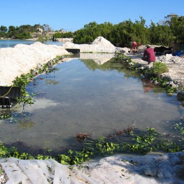 openingcontainerandfirstday4000mangroves_037