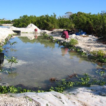 openingcontainerandfirstday4000mangroves_038