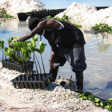 openingcontainerandfirstday4000mangroves_050