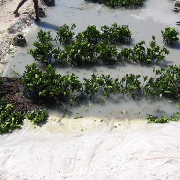 openingcontainerandfirstday4000mangroves_059