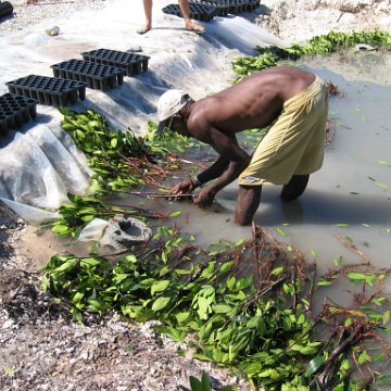 openingcontainerandfirstday4000mangroves_063