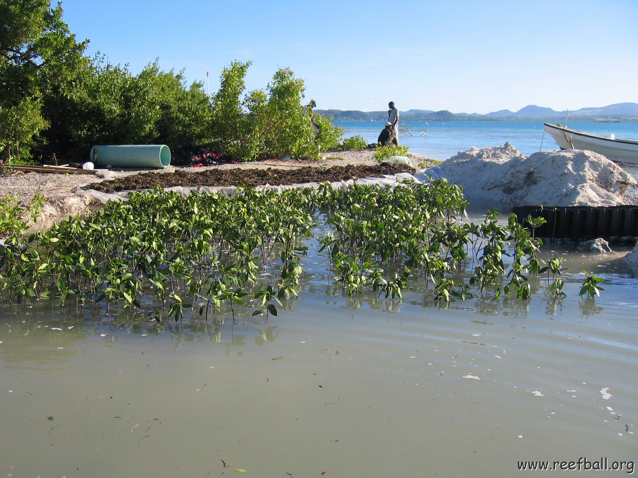 2nddaymangroves_076