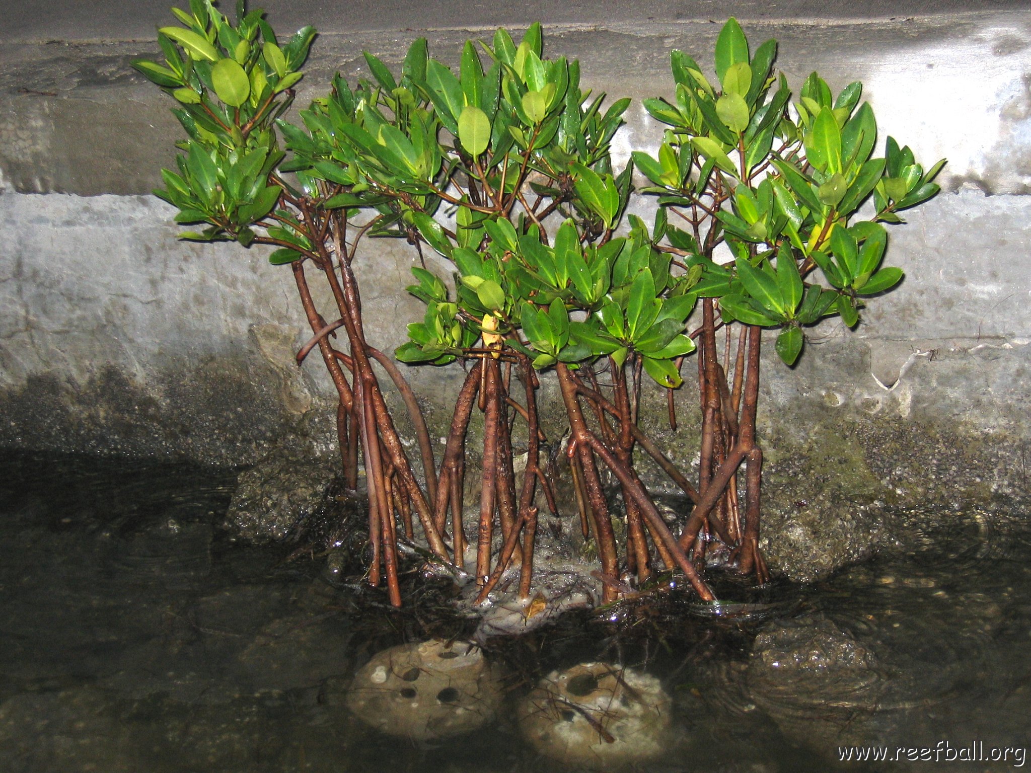 foundationmangroves_056