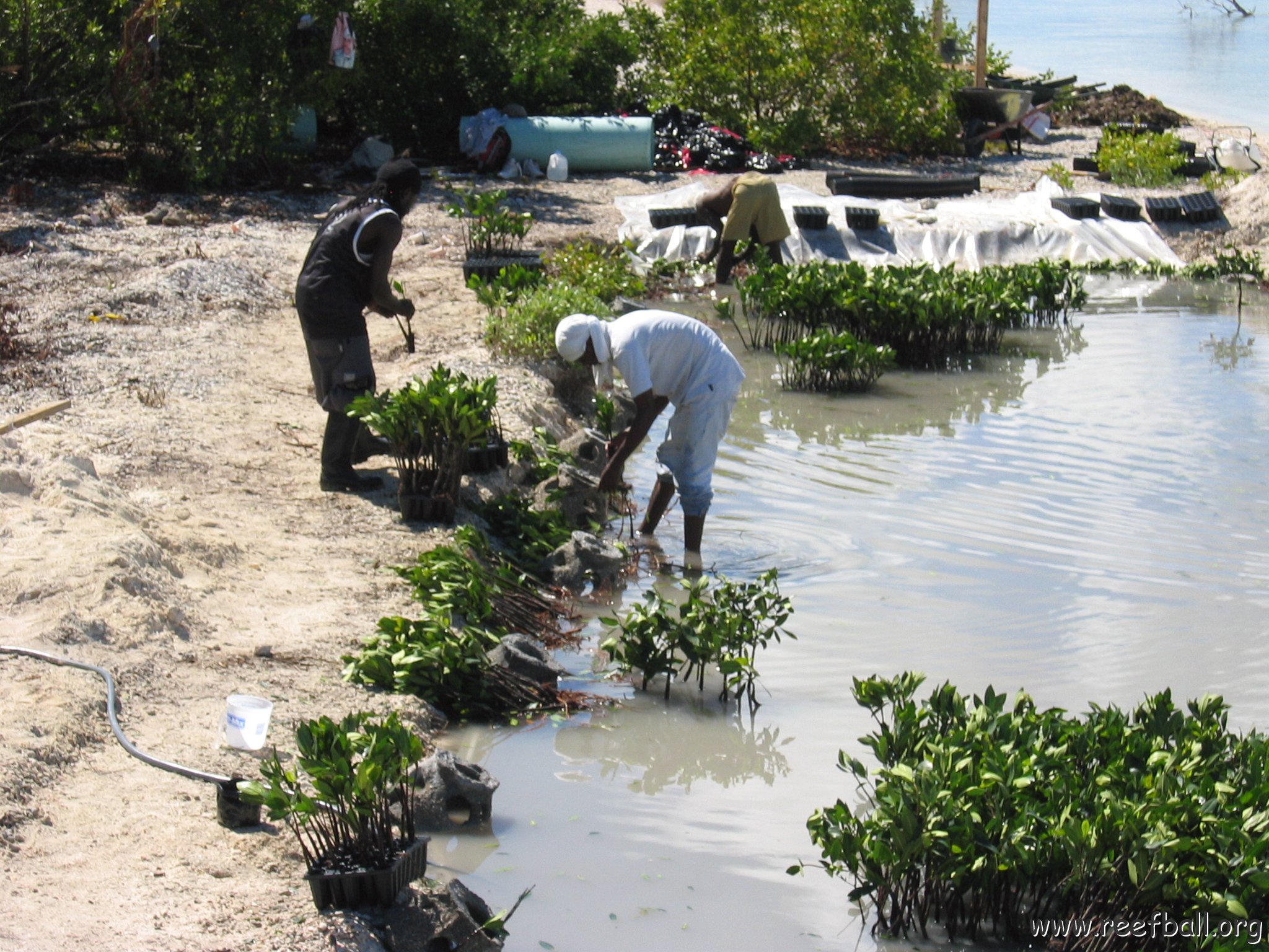 openingcontainerandfirstday4000mangroves_058