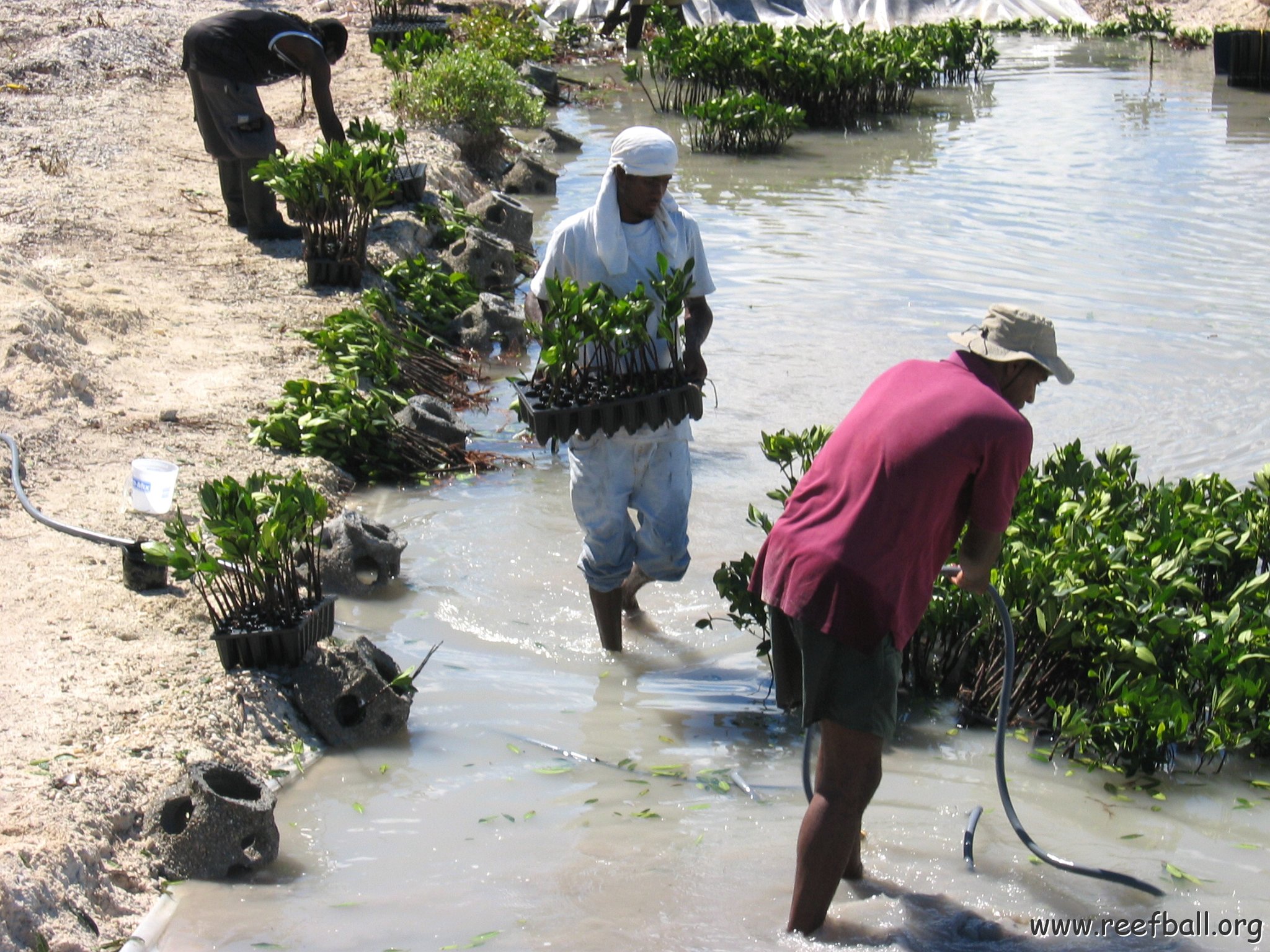 openingcontainerandfirstday4000mangroves_060