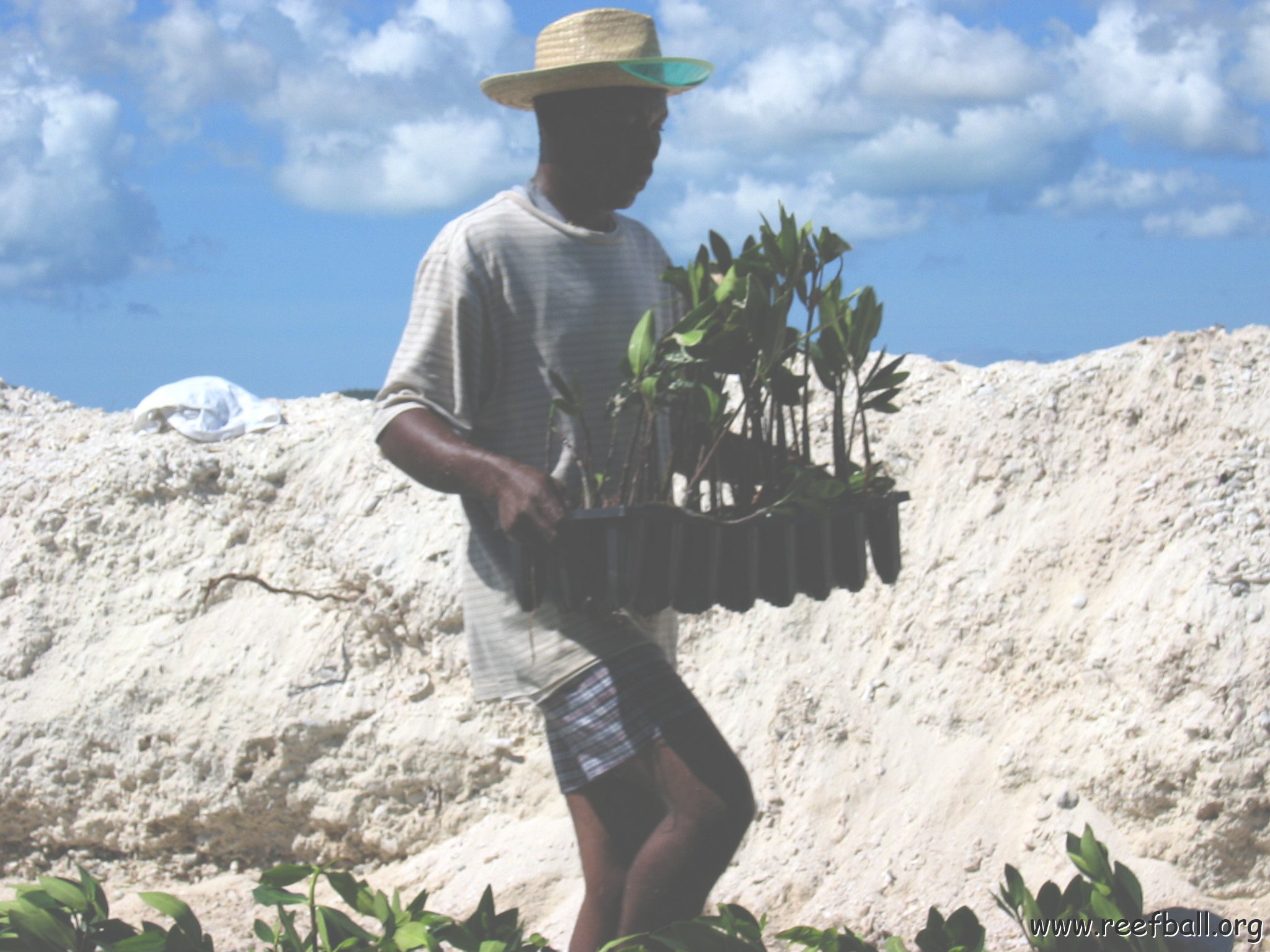 openingcontainerandfirstday4000mangroves_061