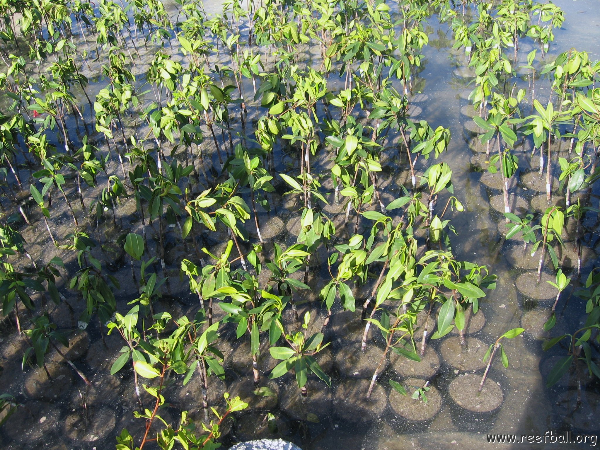 stevesmangroves3_001