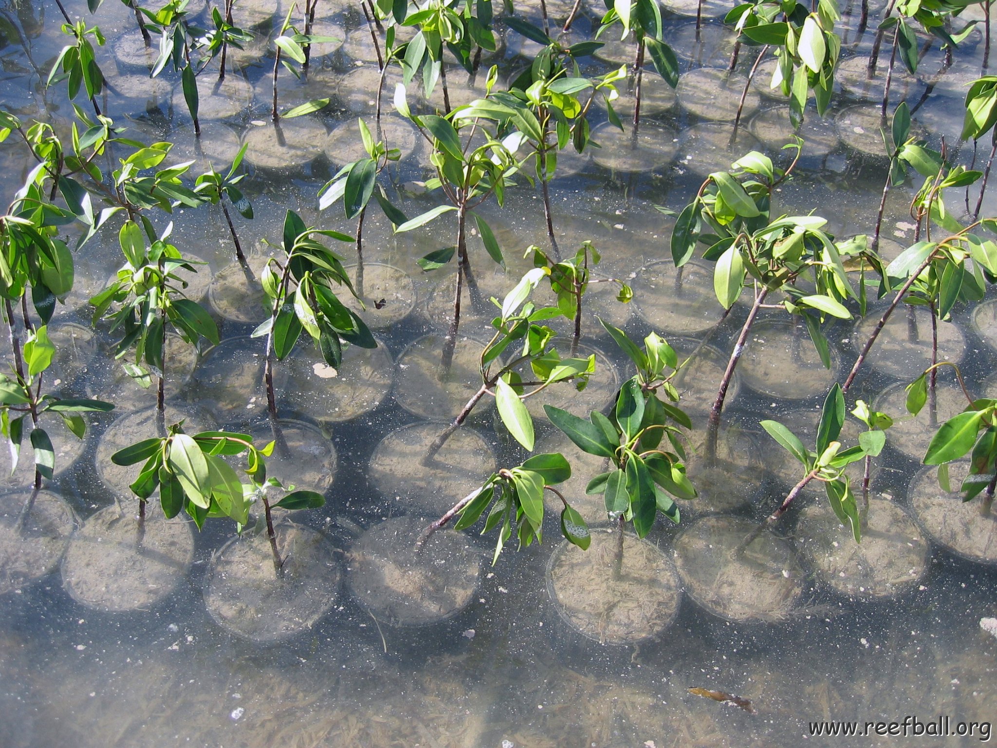 stevesmangroves3_006