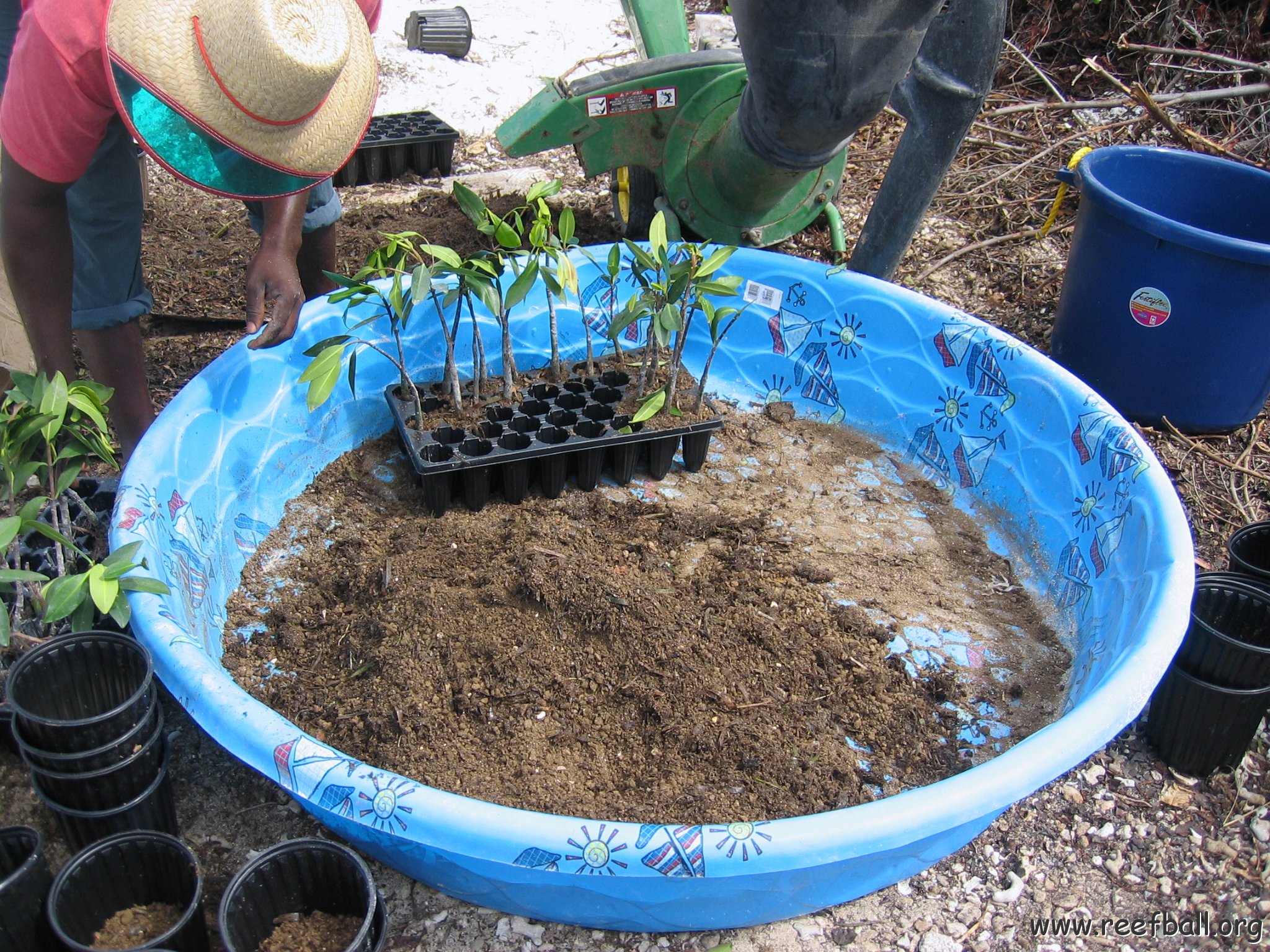 stevesmangroves3_019