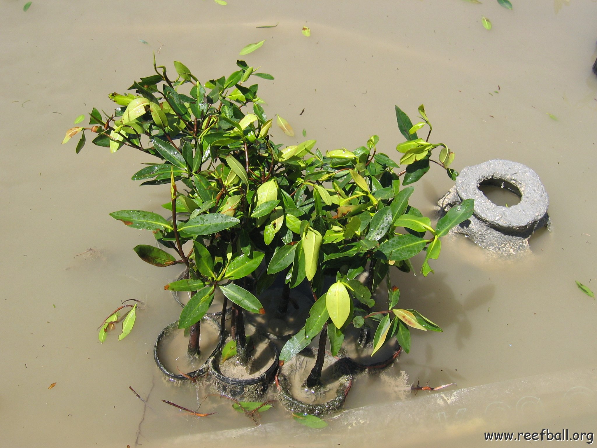 stevesmangroves5_010