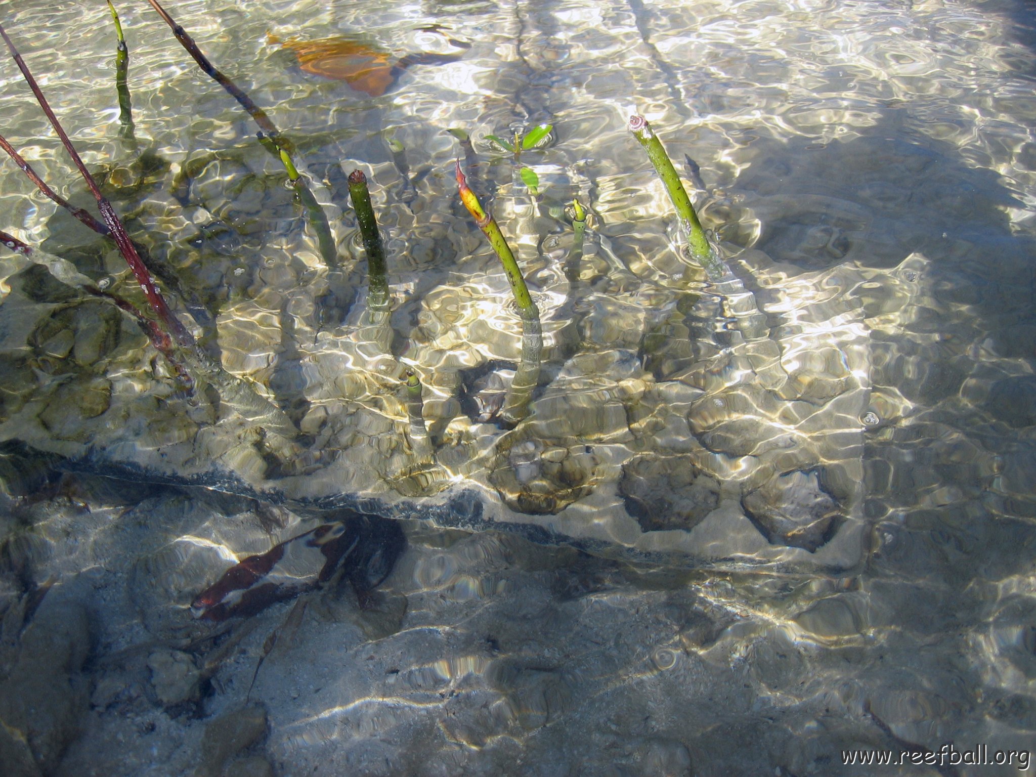 stevesmangroves_001