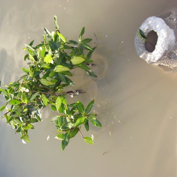 2nddaymangroves_061