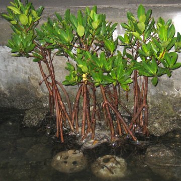 foundationmangroves_056