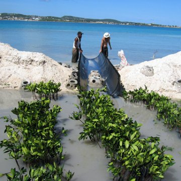 openingcontainerandfirstday4000mangroves_054