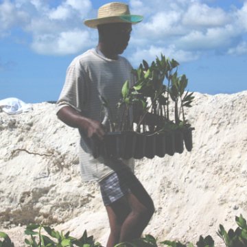 openingcontainerandfirstday4000mangroves_061