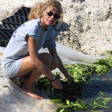 openingcontainerandfirstday4000mangroves_065