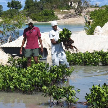 openingcontainerandfirstday4000mangroves_066