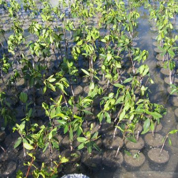 stevesmangroves3_001