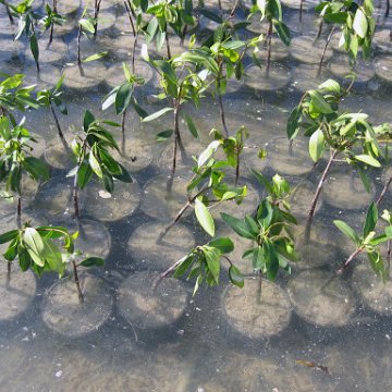 stevesmangroves3_006