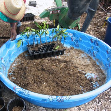 stevesmangroves3_019