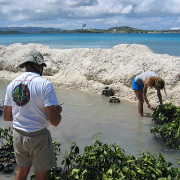 stevesmangroves3_022