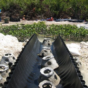 stevesmangroves3_031