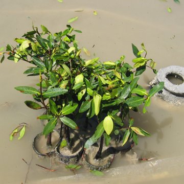 stevesmangroves5_010