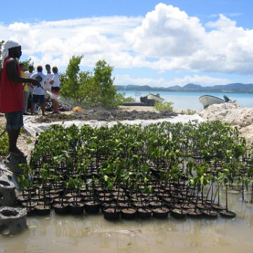 stevesmangroves5_011