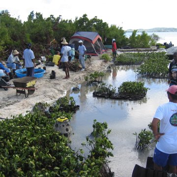 stevesmangroves5_033