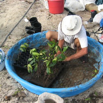 stevesmangroves5_037