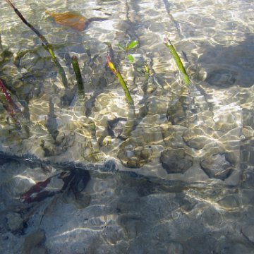 stevesmangroves_001