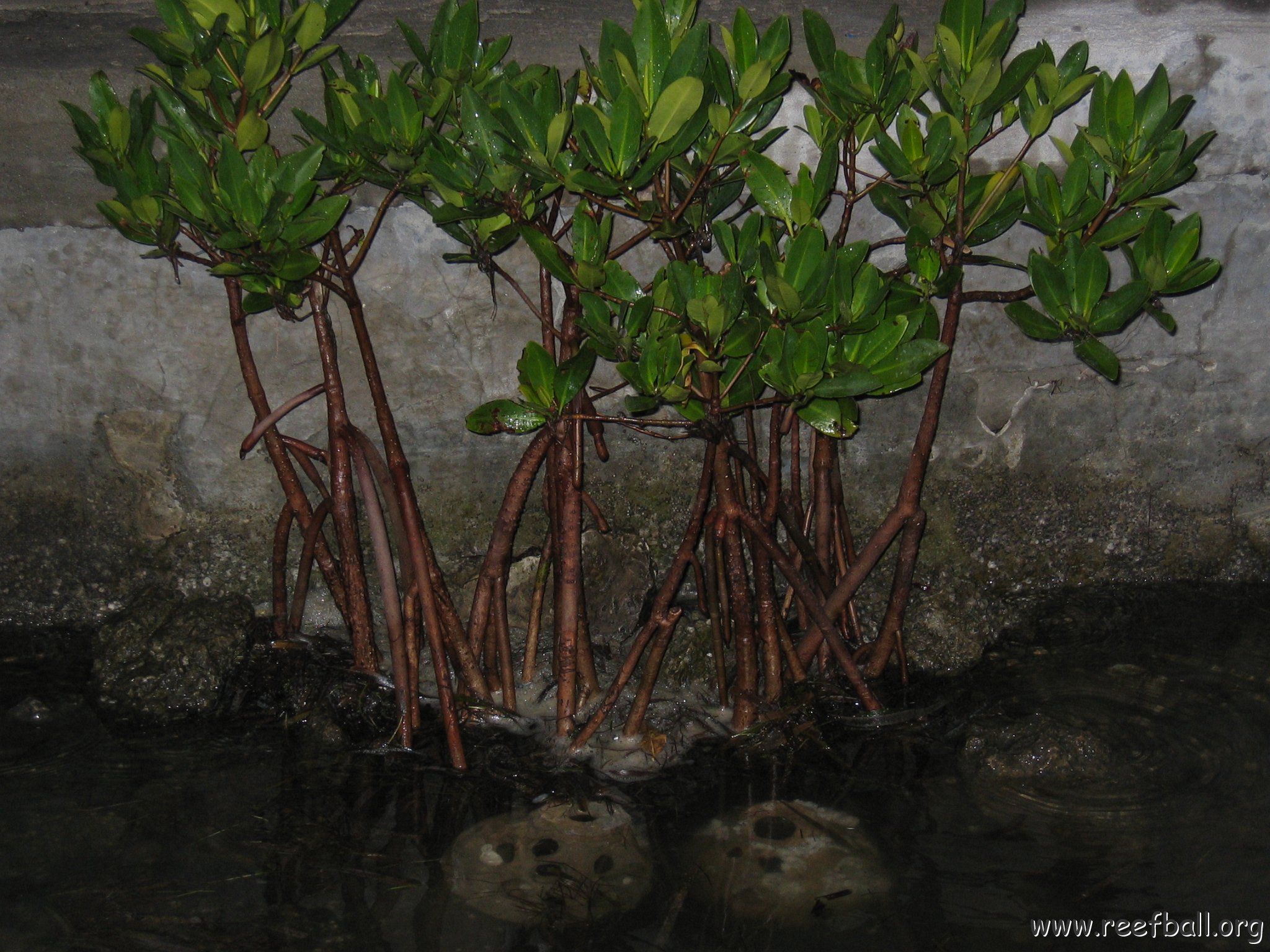 foundationmangroves_053