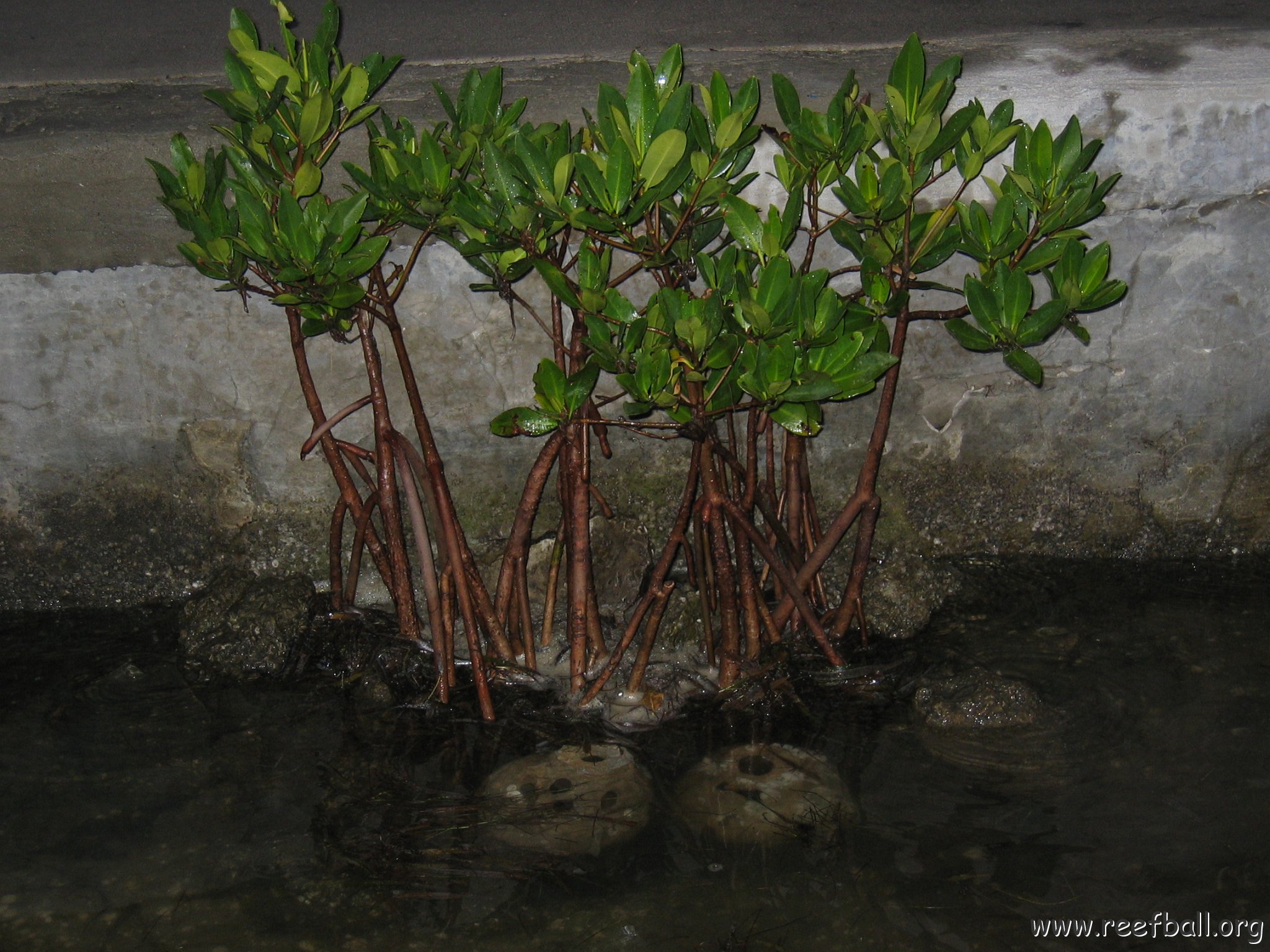 foundationmangroves_054