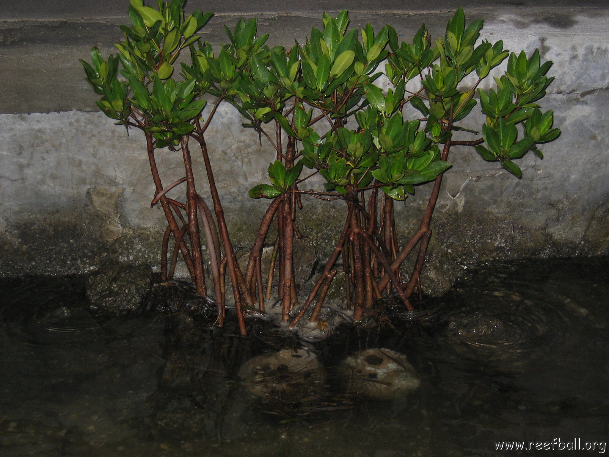 foundationmangroves_055