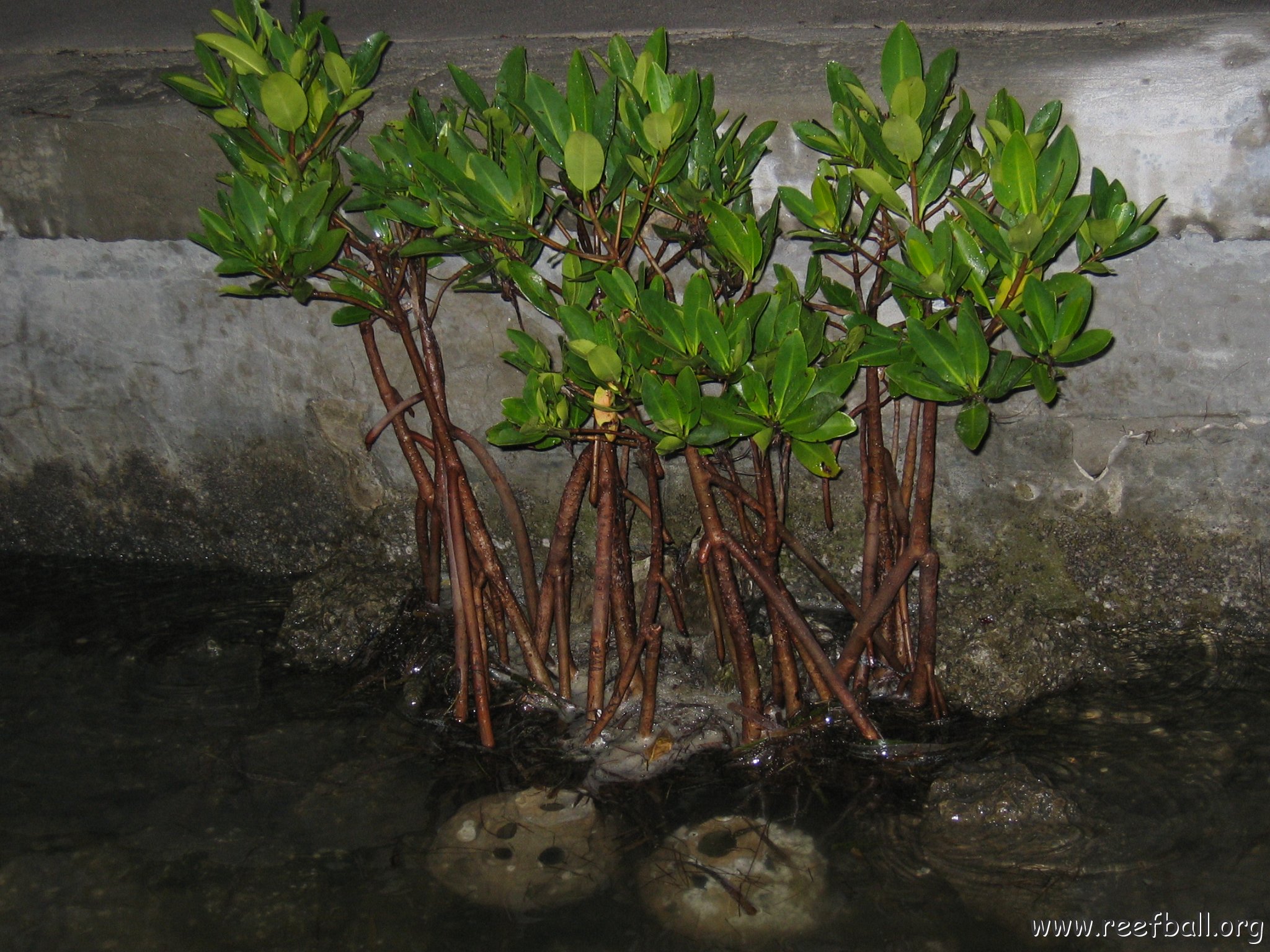 foundationmangroves_056