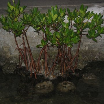 foundationmangroves_054