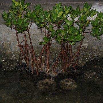 foundationmangroves_055