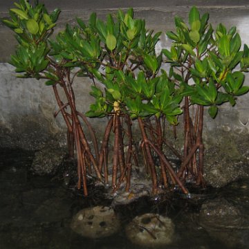 foundationmangroves_056